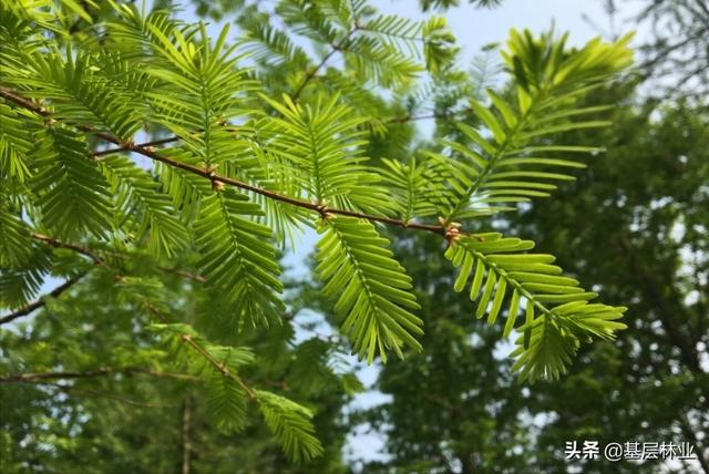 水杉 水杉「水杉是常绿还是落叶」 生活