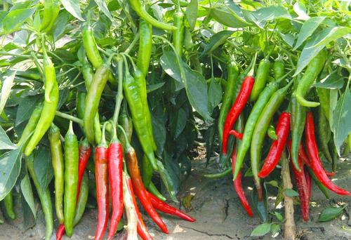 辣椒种植，可以提高辣椒产量的几种调节剂，如何使用教会大家6