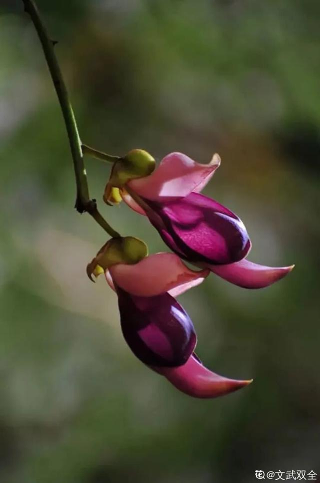 奇花异草种类图解,18种奇花异草开花太有趣了