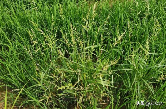 除不尽的杂草——稗草，曾与人对抗上千年，今对抗除草剂更难防