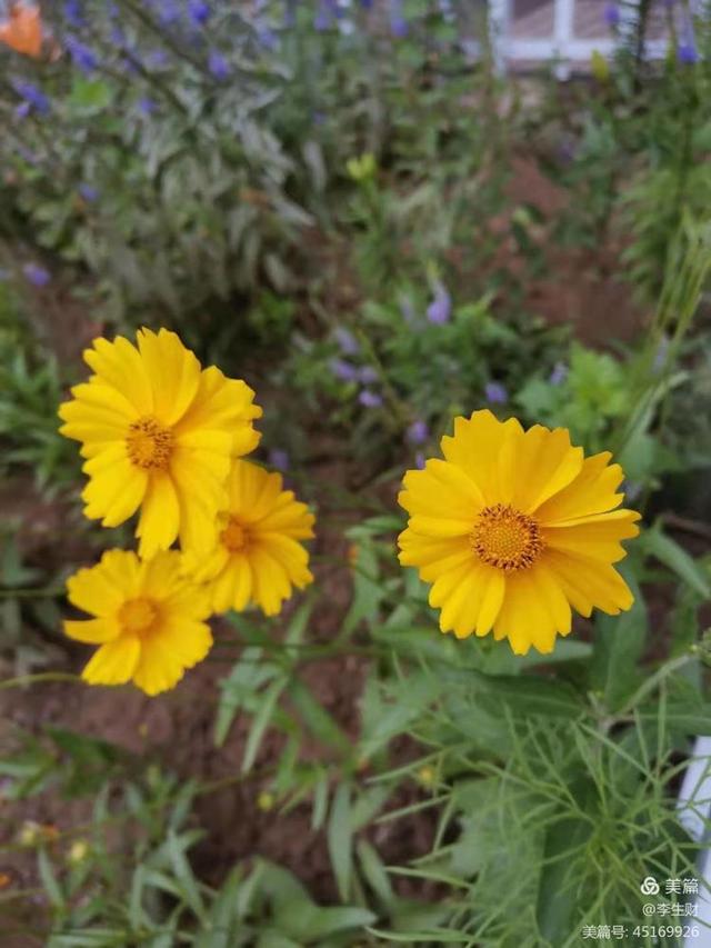 走进紫晨广场：文/李生财，图/郭翠枝