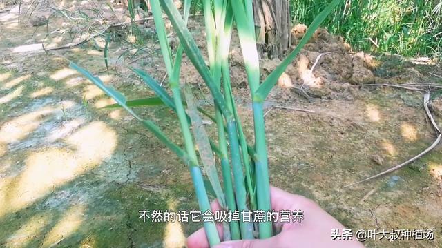 甘蔗种植长出侧芽苗是什么原因？怎么处理，叶大叔告诉您解决方法2