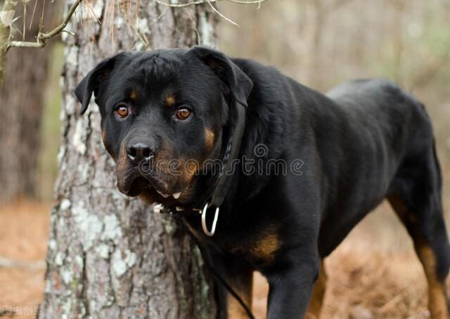 比特犬斗狗视频