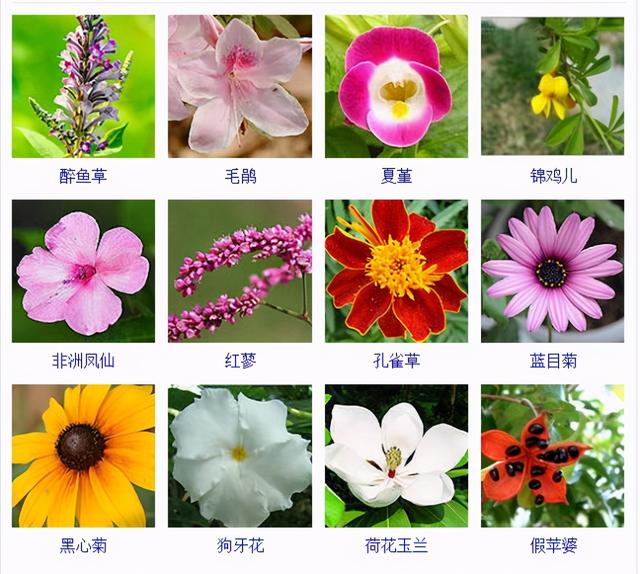 木本花卉的种类图片
