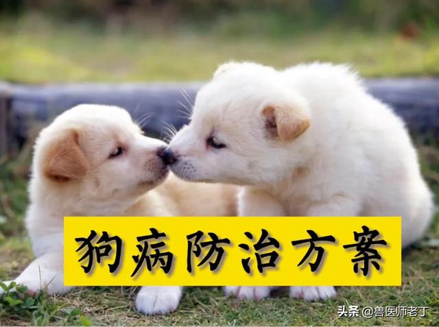 犬瘟热怎么得的