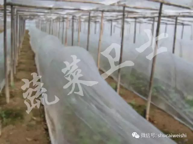 甜瓜种植技术分享，高效技术助你亩产超万斤5