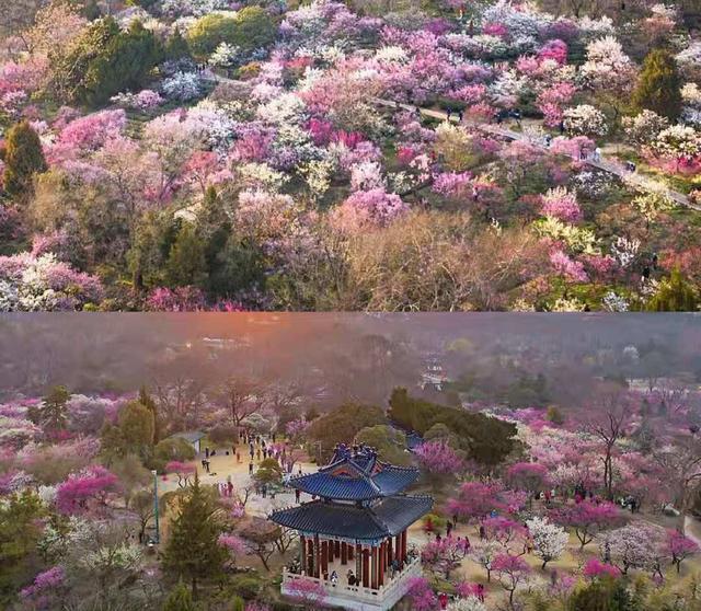 南京賞梅花在這五個地方為佳 既有傳統熱門賞梅 還有小眾人少地 中國熱點