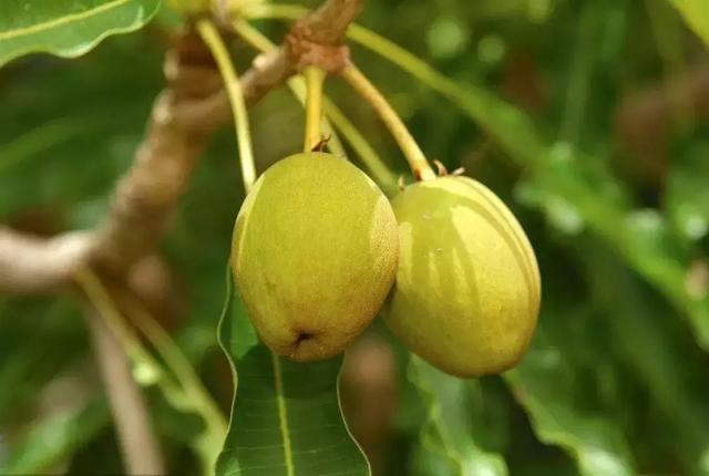 在身体乳里加茶油