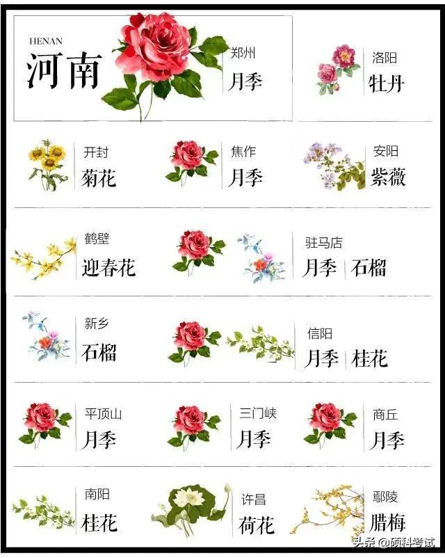 中国各城市市花