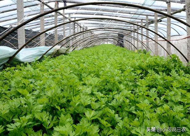 种植芹菜总是会死苗，看看下面这些原因，一起学会防治方法2