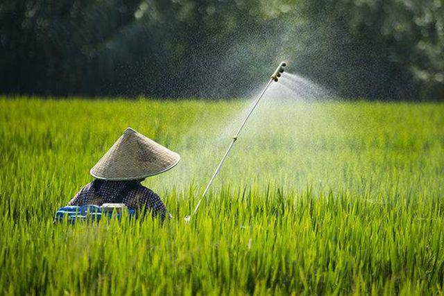 这农药喷1回能管80多天，对100多种害虫都有效，地上**害虫全杀6