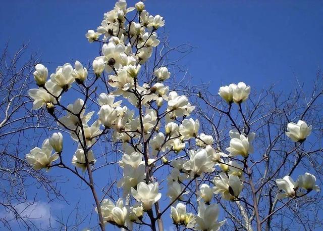 玉兰花 玉兰花（玉兰花园） 生活