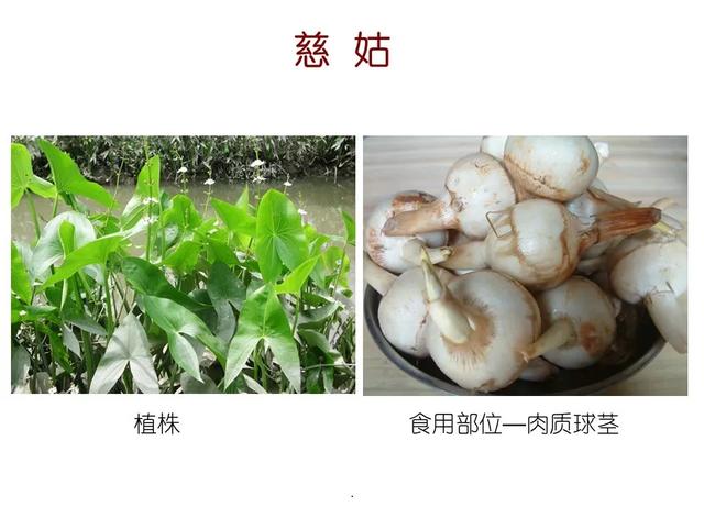 水生植物 水生植物（水生植物种植施工方案） 生活