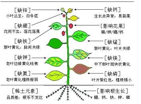 植物细菌性病害的识别与详解，附常见细菌性病害录大全10