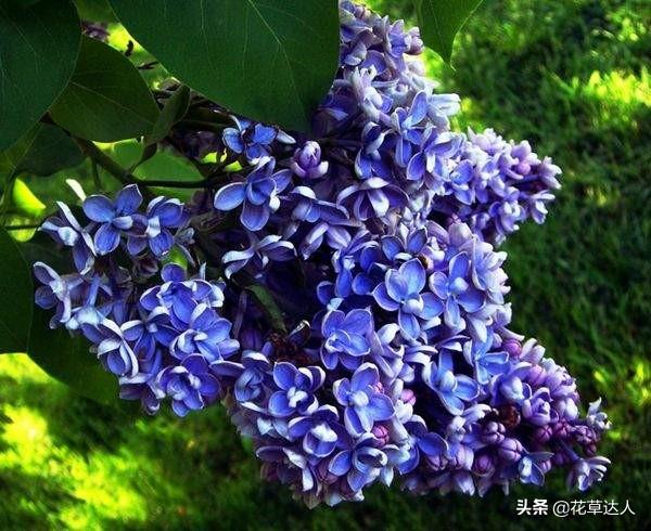 丁香花是什么颜色