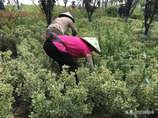 巧用这几种除草剂，一封一杀，绿篱杂草防除不再是难题4