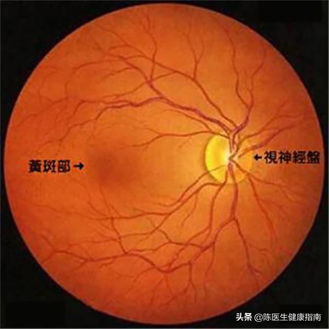 维生素B12不仅补气血还能养眼睛？中老年怎么样正确补维生素B12？