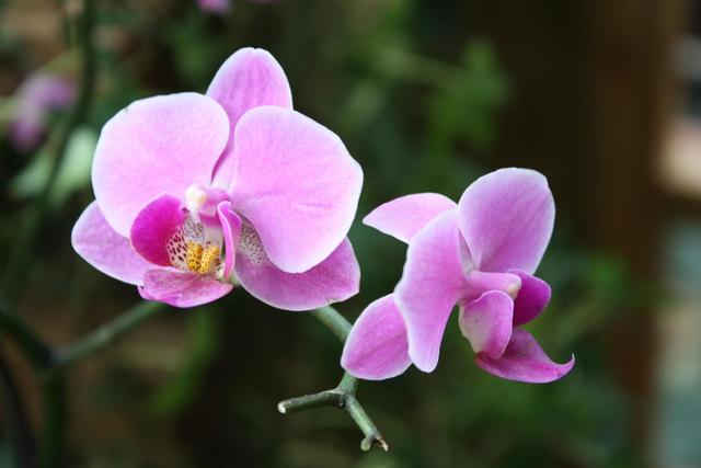 蝴蝶兰花 蝴蝶兰花（蝴蝶兰花语） 生活