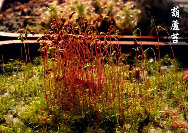 苔藓植物