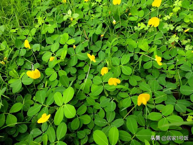 「居家1号饭」花生的能量和脂肪这么高！糖尿病患者还敢吃吗？