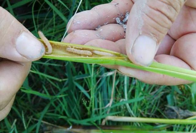 水稻钻心虫指的是什么害虫？种植户该如何防治？