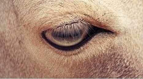 心理测试:凭感觉选择一个眼睛,秒测你在古代是怎么死的