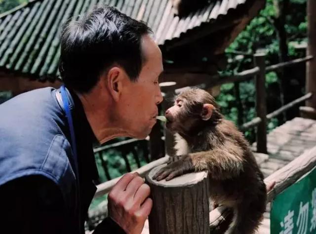 峨眉山猴子:为什么峨眉山的猴子像土匪？