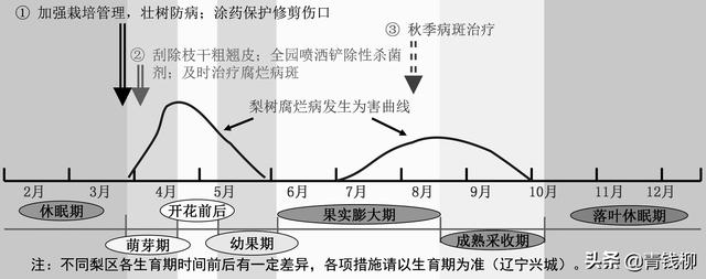 梨树腐烂病的诊断与防治实用技术5