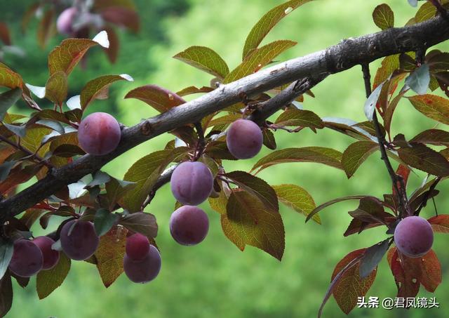 观赏性的樱花树长出的果实