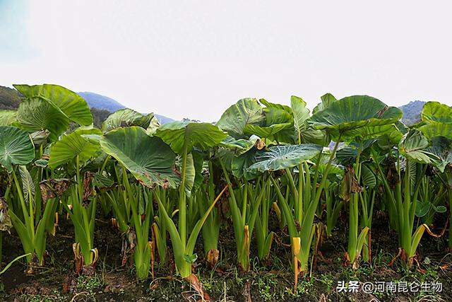 芋头叶子发黄是什么病？芋头重茬根腐死苗怎么办？叶枯叶霉病症状4