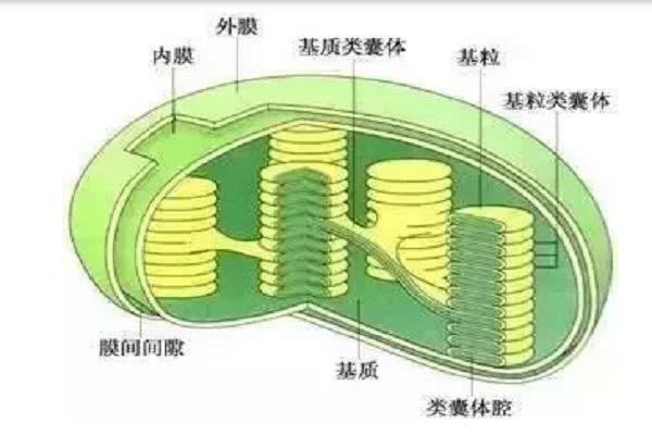 细胞内部是如何分工的？「高中生物讲解」1.3.25