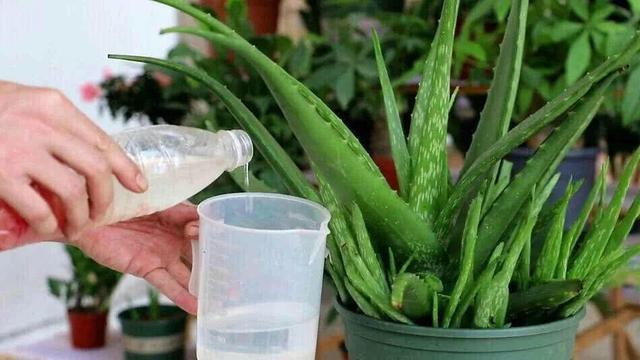 库拉索芦荟 库拉索芦荟（库拉索芦荟叶汁） 生活