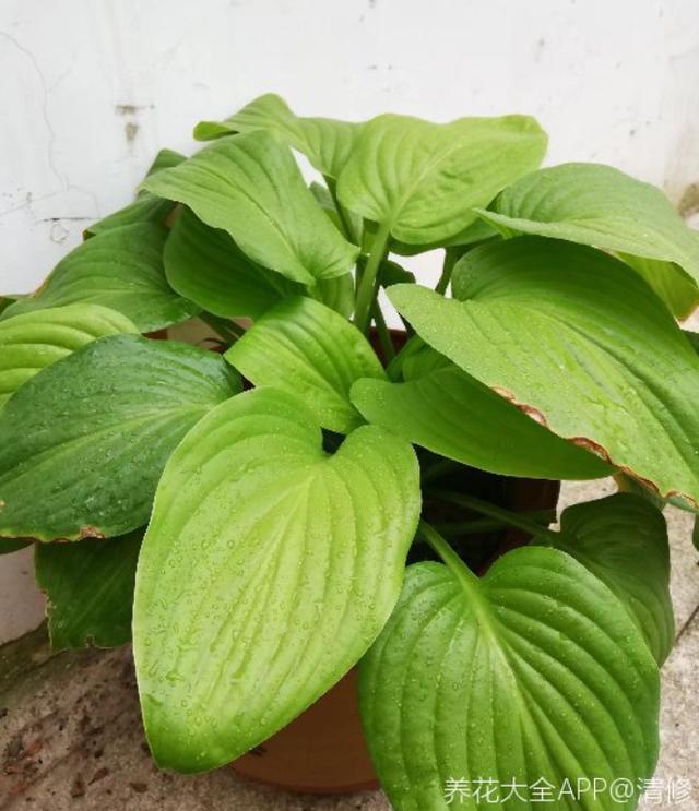 玉簪花 玉簪花  玉簪花的养殖方法和注意事项 生活