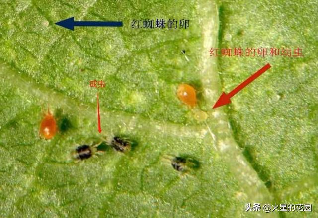 虫害图片及对应用药13