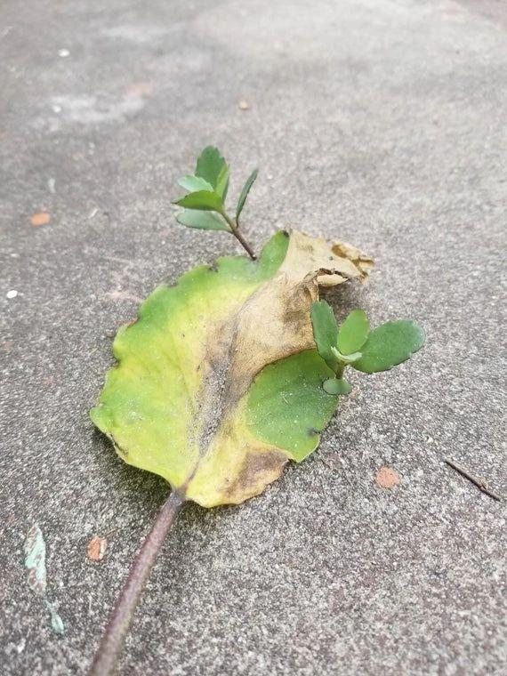 落地生根花