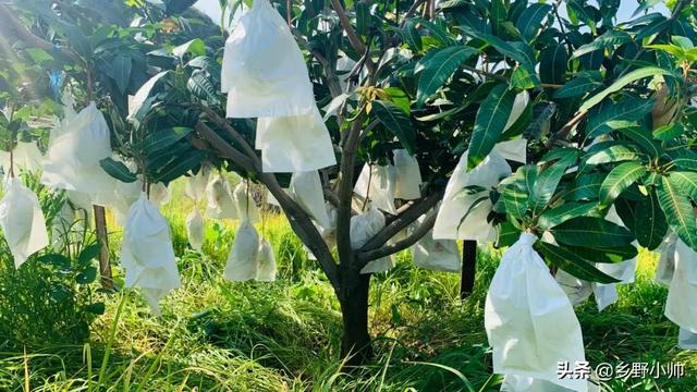 攀枝花凯特芒果，鲜嫩细腻，香甜多汁，果农们一步一步挑出大山12