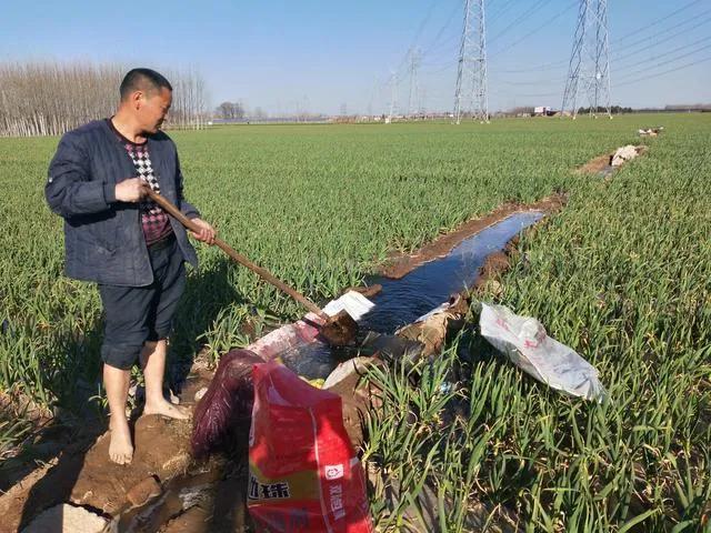 治蒜蛆、韭蛆并没有那么难，记住此方案，只用一遍药就能解决问题4