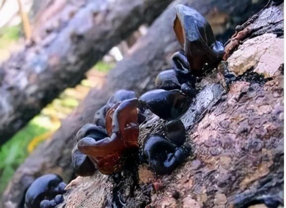 哪些食物是隐藏的凶手？