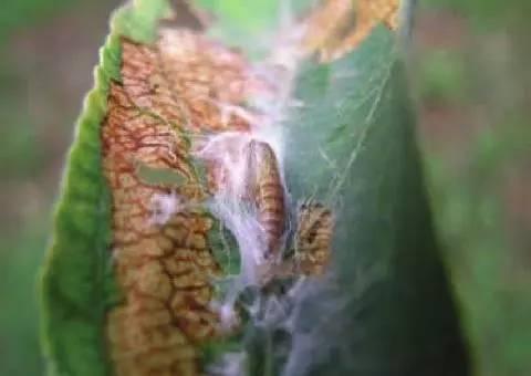 樱桃种植常见虫害，田间实拍图片，果农可选择这些防治方案5