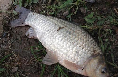 不好意思,那是雜交鯽魚_農業技術網