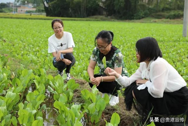 土地“双利用”！贵港这片稻田里种上2500多亩中药材3