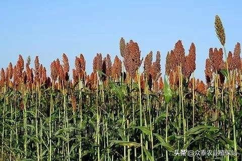 高粱田苗后除草剂梳理（建议收藏）