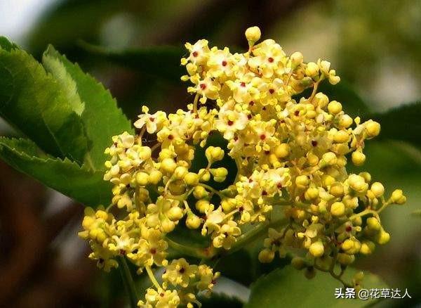 丁香花是什么颜色