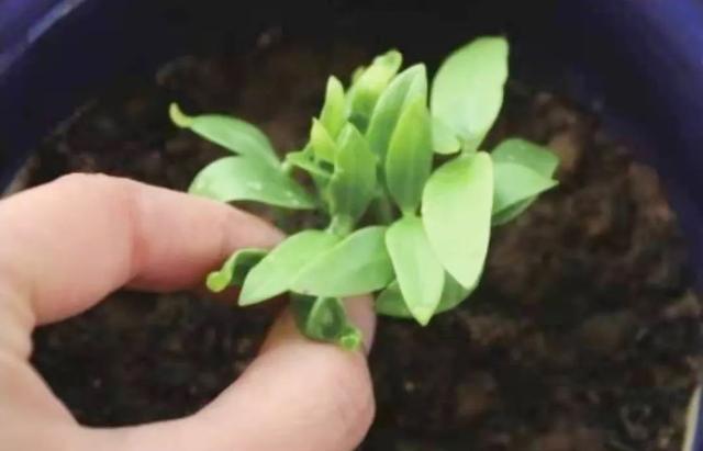 木耳菜