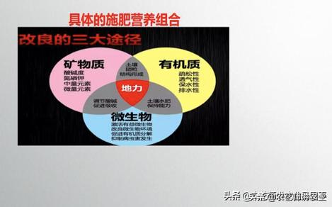 果树黄叶 是什么病？？如何引起的？如何防治？5分钟搞明白4