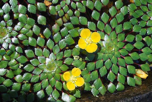 常见水生植物