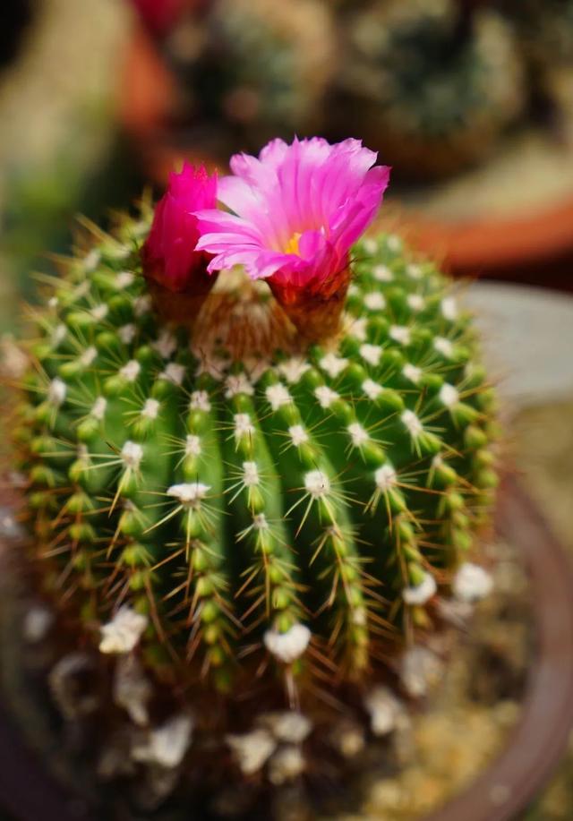 仙人球开花