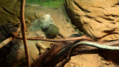 400_226gif 动态图 动图