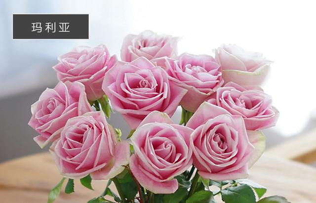 粉色玫瑰品种,粉色玫瑰品种名称