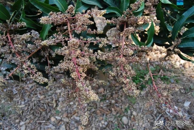 芒果白粉病有什么症状？如何防治？